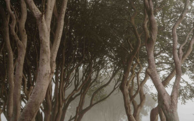 Dawn Photo At The Dark Hedges – Farmers Image Of The Week